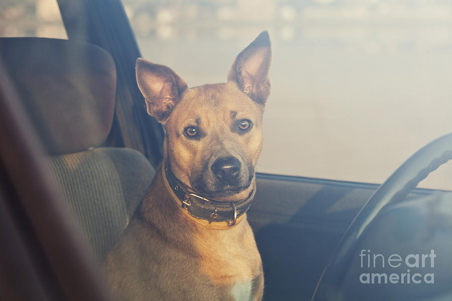 Hot Photograph - Lonely Dog Waiting In The Car by Maria Komar Hot Photograph - Lonely Dog Waiting In The Car by Maria Komar