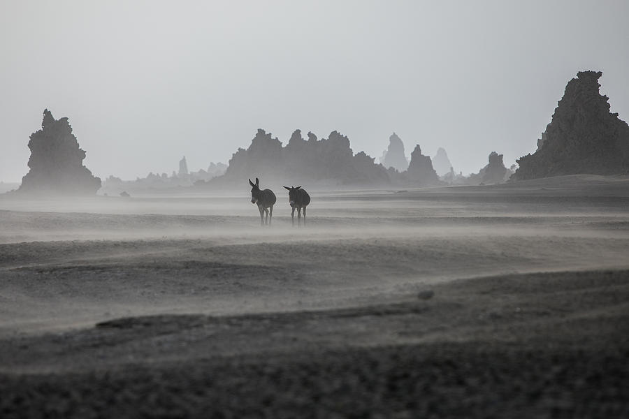 Donkey Photograph - Lonely Donkeys At Lac Abbe Area, Dikhil by Raphael Nguyen