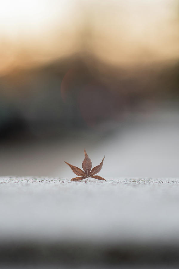 Lonely Fall Leaf Photograph by Doug Ash