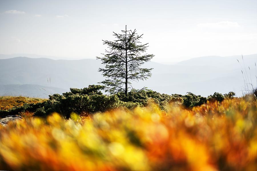 Mountain Photograph - Lonely Fir Tree On Autumn Mountains by Ivan Kmit