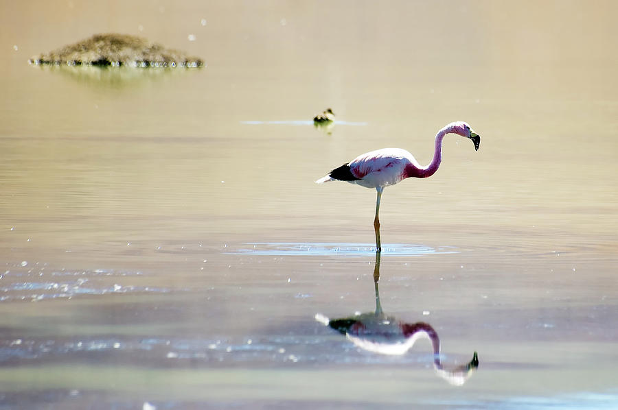 Lonely Flamingo Photograph by Ricardo Martínez Photography