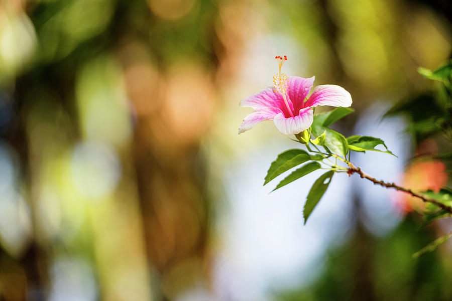 Lonely hibiscus in nature Photograph by Vishwanath Bhat