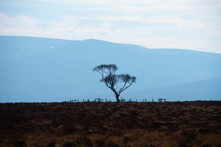 Lonely Highland Tree Photograph by Bill Cannon