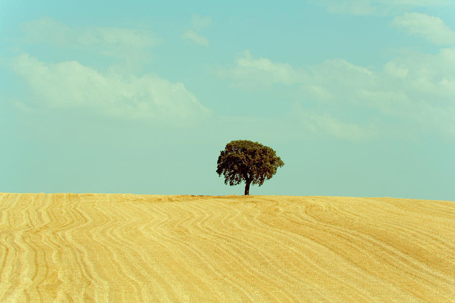 Lonely Holm Oak In Spain Photograph by Victoriano Izquierdo