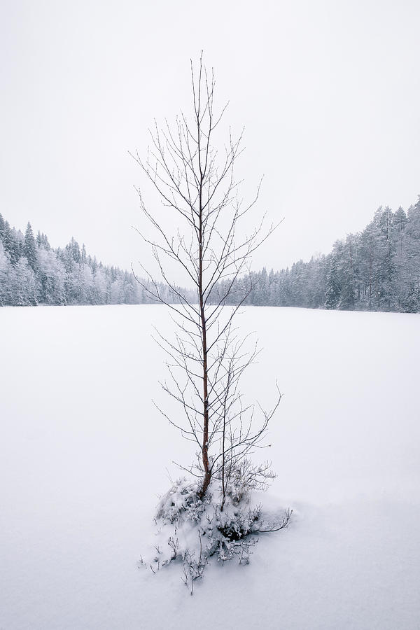 Winter Photograph - Lonely Leafless Tree With Snow by Jani Riekkinen