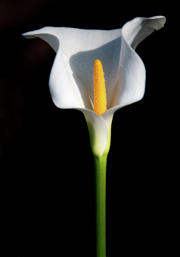 Lonely Lily Standing Tall Photograph by Marcy Wielfaert