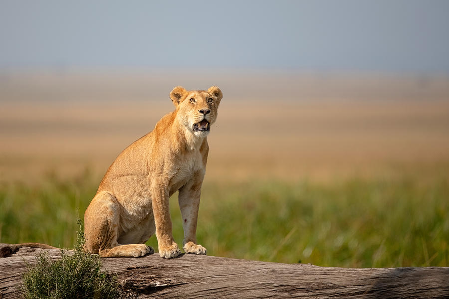Lonely Lioness Photograph by Alessandro Catta