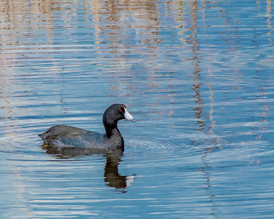 Lonely Loon by Marcy Wielfaert Lonely Loon by Marcy Wielfaert