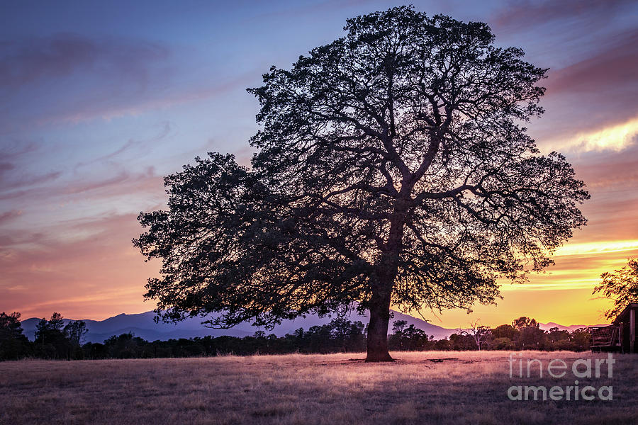 Lonely Oak Photograph