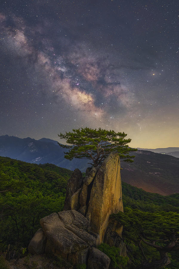 Lonely Pine Tree Photograph by Tiger Seo