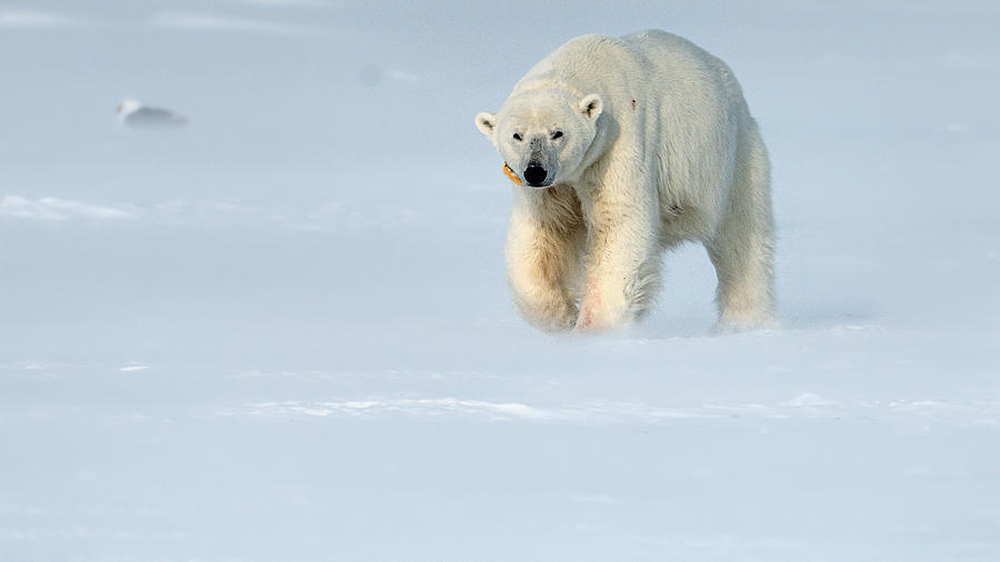 Polar Bear Photograph - Lonely Polar Bear by Jie  Fischer