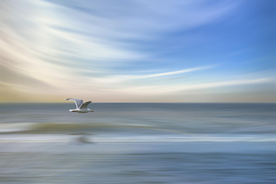Seagull Photograph - Lonely Seagull by Mieke Engelbos
