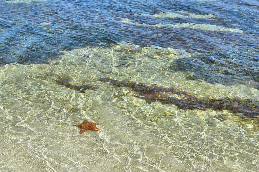 Beach Photograph - Lonely Starfish by JAMART Photography