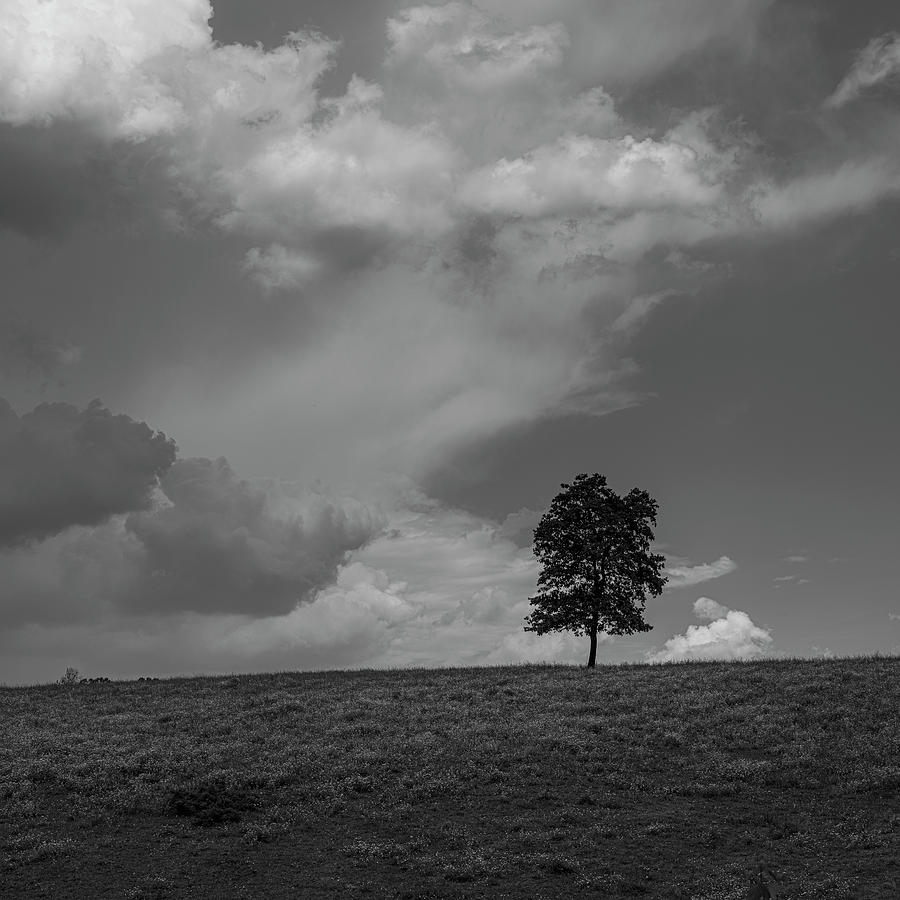 Lonely Summer Tree by Patrick M Lynch Lonely Summer Tree by Patrick M Lynch