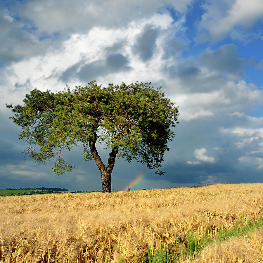 Lonely Tree A In Wheat Field Photograph by Pierre Hanquin Photographie