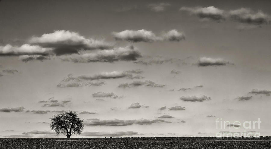 Lonely tree Photograph by Bernd Laeschke