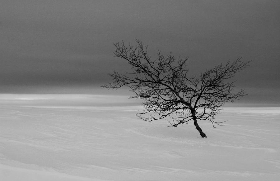 Lonely Tree Photograph by Bror Johansson