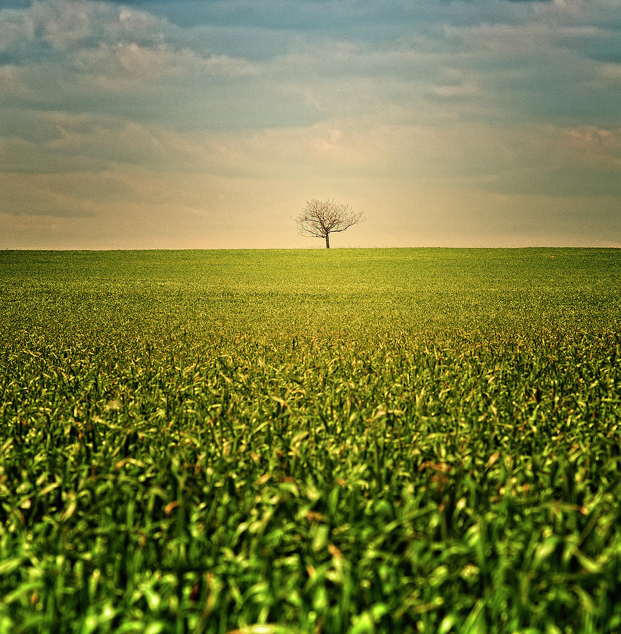 Lonely Tree Photograph by D-focused Photography