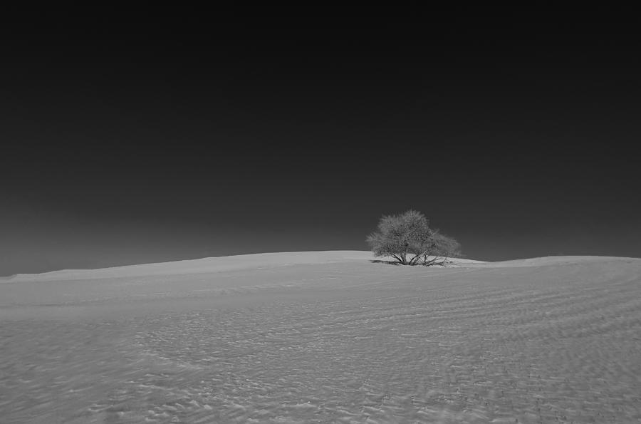 Lonely Tree Photograph by Danling Gu