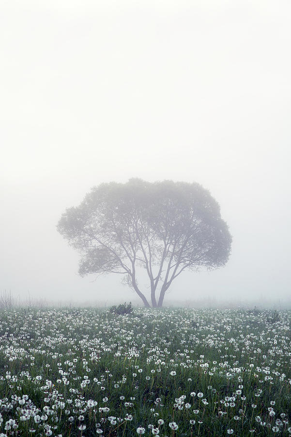 Flower Photograph - Lonely Tree by Dmitry Doronin