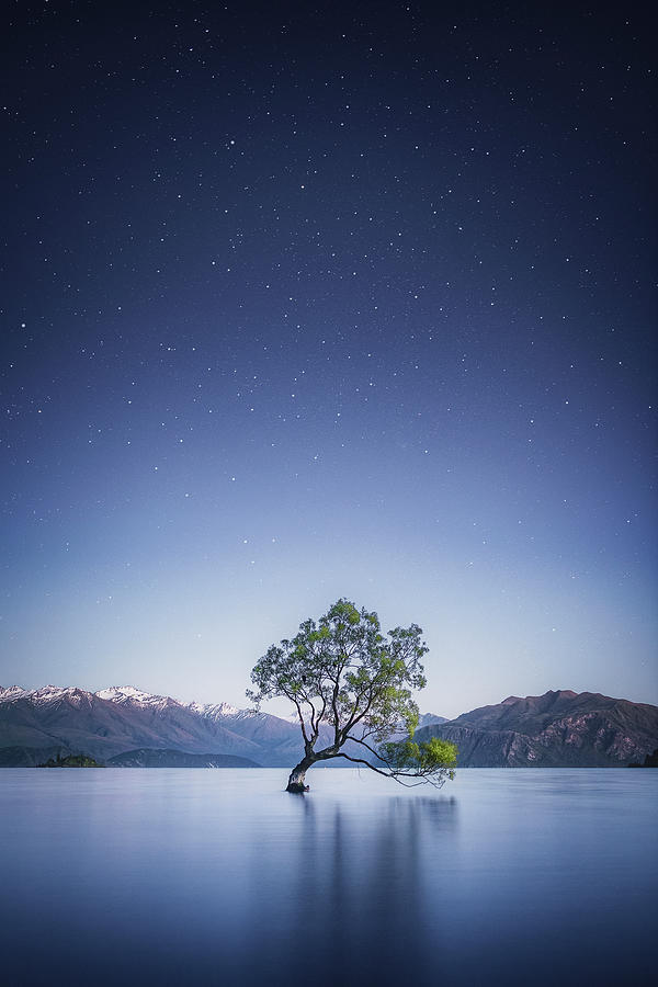 Lonely Tree Photograph by Federico Penta