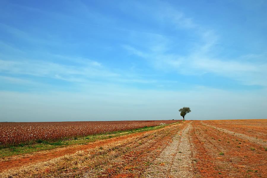 Lonely Tree In Field Photograph by Jeff Schreier Photography