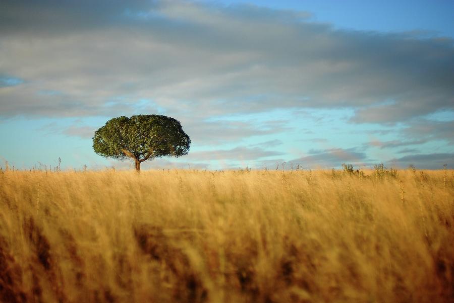 Lonely Tree In Field Photograph by Remco Douma