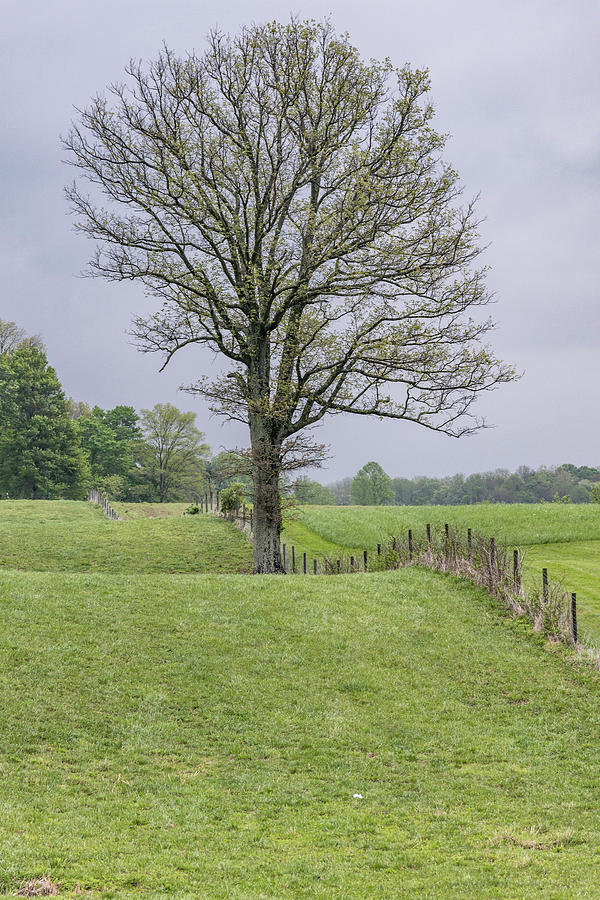 Lonely Tree in Kentucky  Photograph by John McGraw