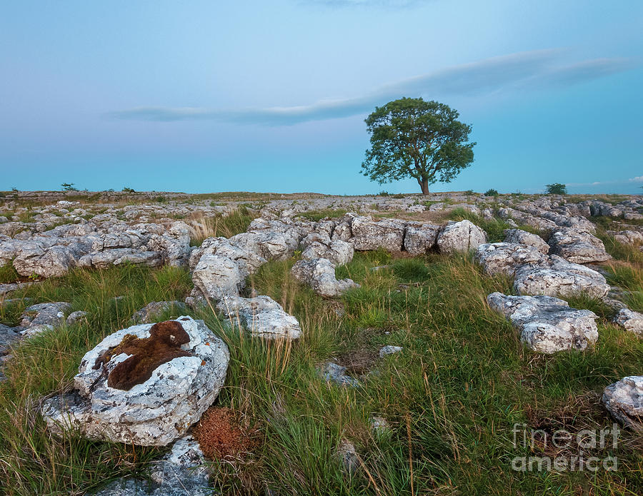 Lonely tree in Malham Photograph by Mariusz Talarek