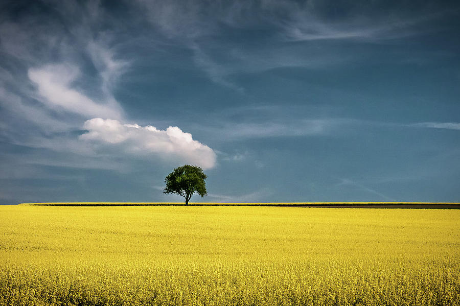 Lonely Tree In Rapeseed Field Photograph by Andreas Wonisch