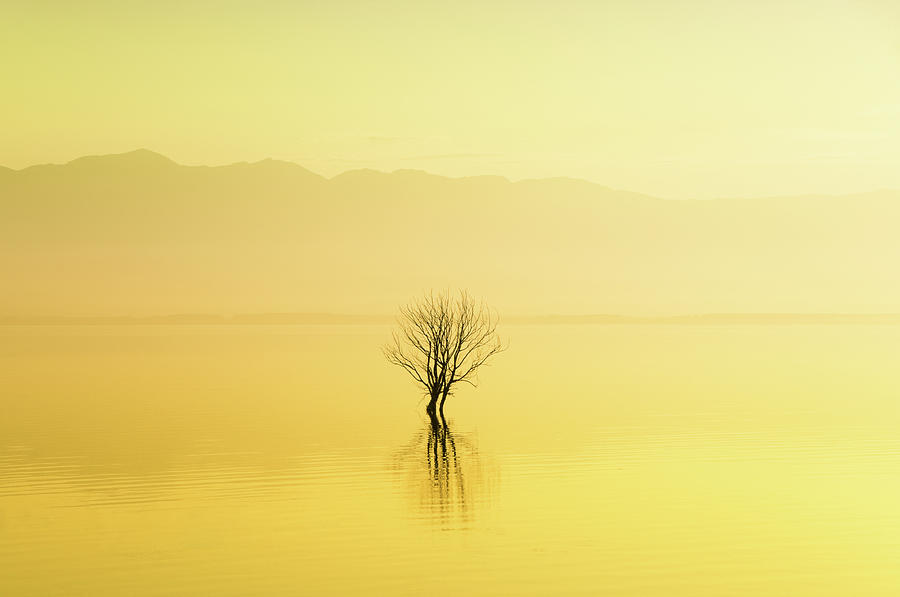 Lonely Tree In The Water On Foggy Photograph by Aleksandargeorgiev