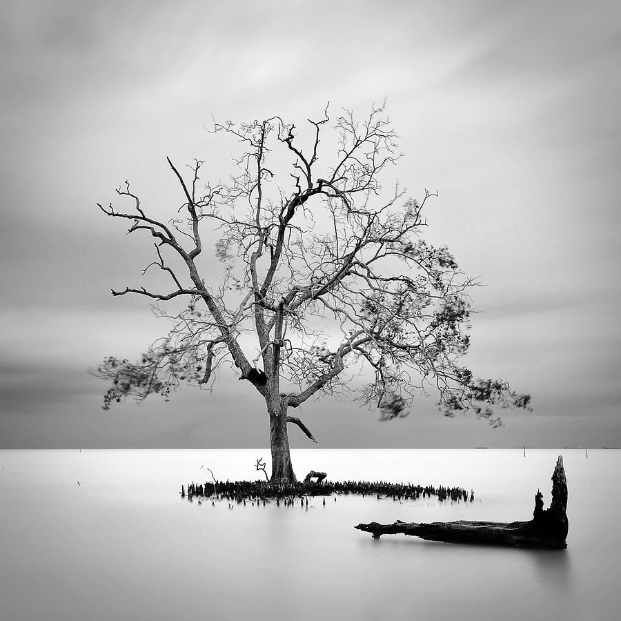 Lonely Tree In The Water Photograph by Photography By Azrudin