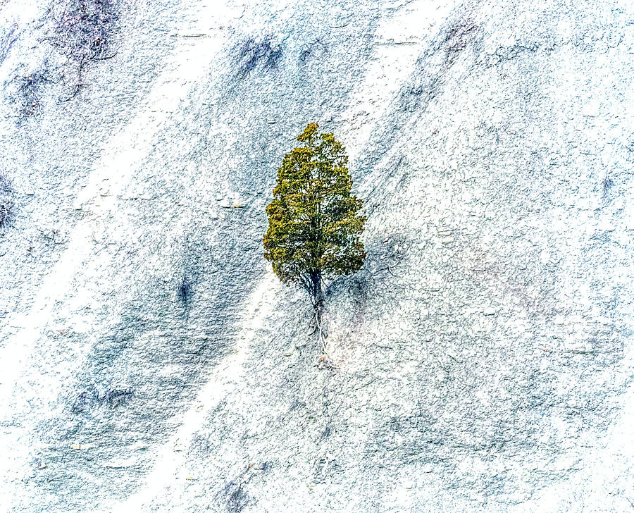 Lonely Tree Photograph by Jim Lepard