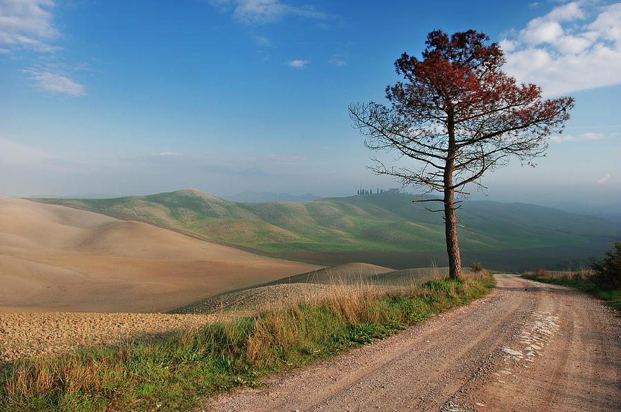 Lonely Tree Photograph by Jure Kravanja