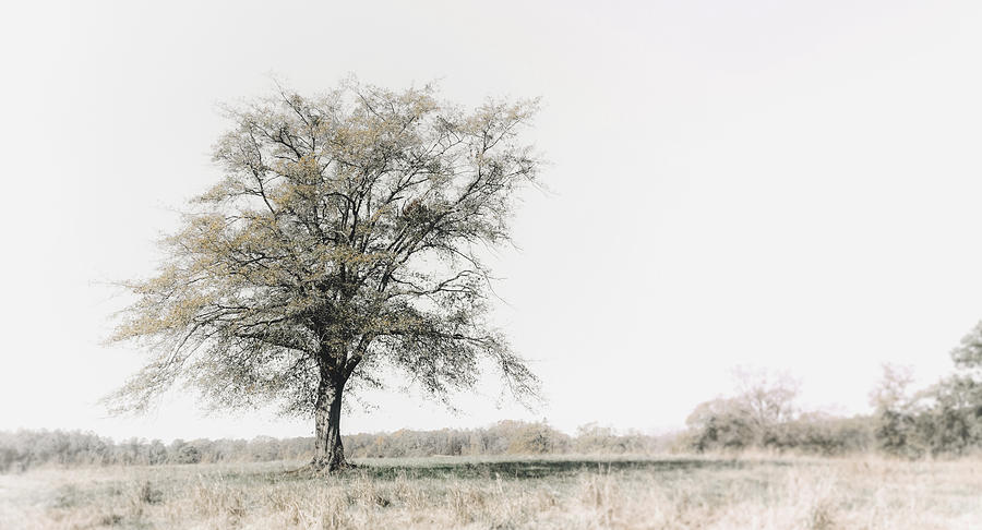 Lonely Tree #minimalism Photograph by Andrea Anderegg