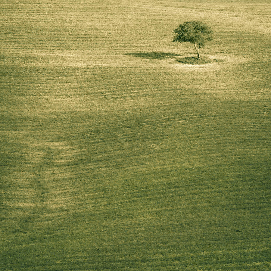 Lonely Tree On Green Hills In Tuscany Photograph by Nico De Pasquale Photography
