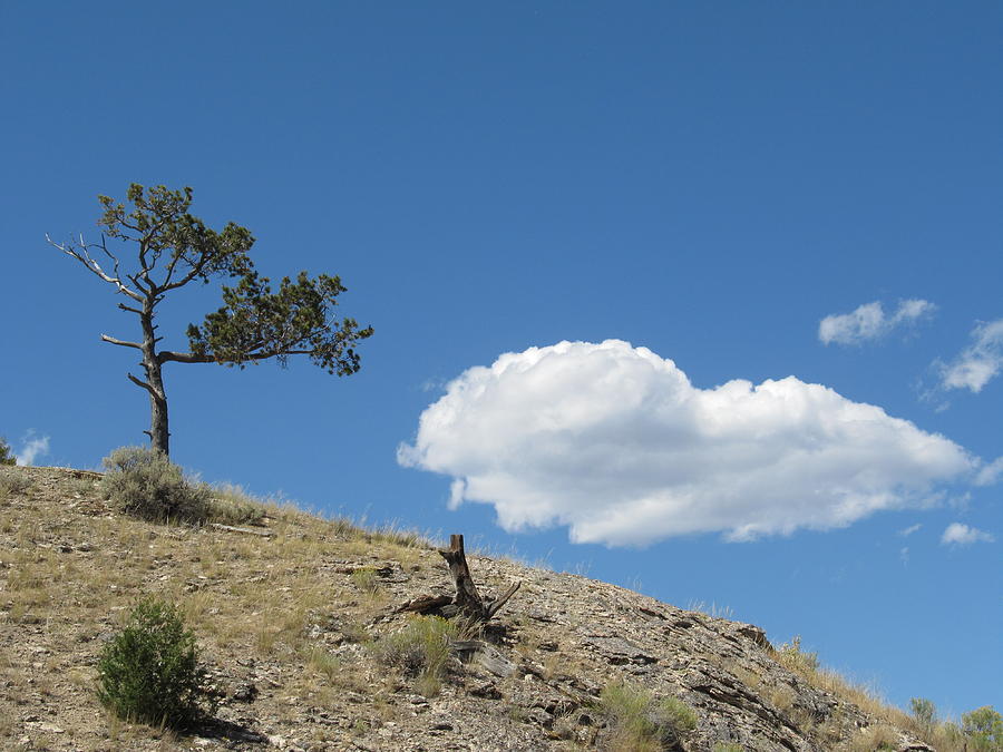 Lonely Tree On Hill - #7450 Photograph by StormBringer Photography