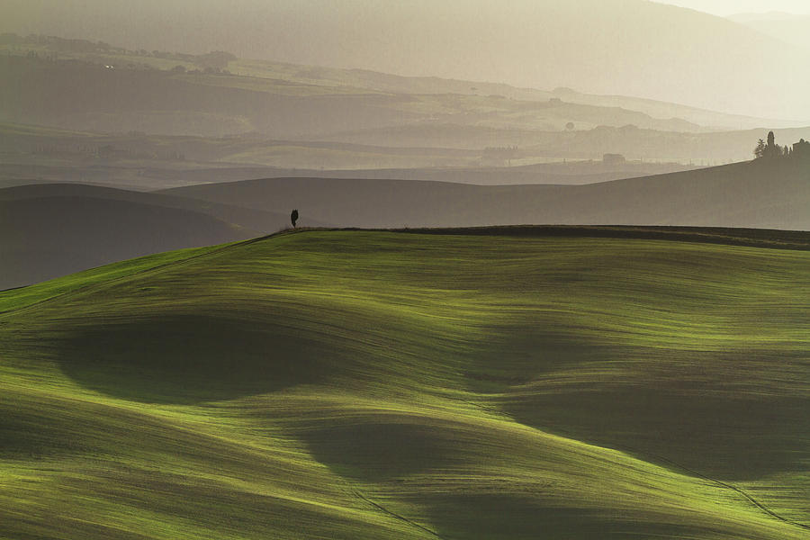 Lonely Tree On Hill In Tuscany, Italy Photograph by Enzo D.