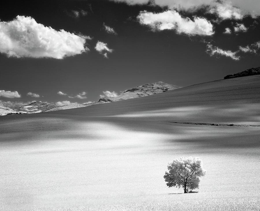 Lonely Tree On Mountain Photograph by Martin Zalba