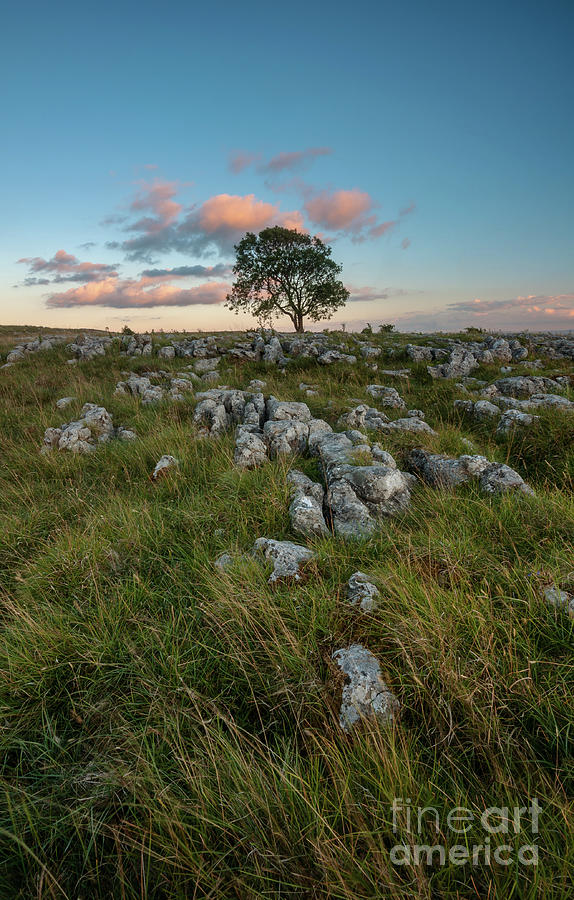 Lonely Tree On The Limestone Pavement Photograph