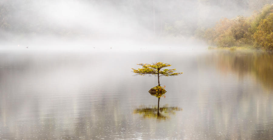 Fall Photograph - Lonely Tree by Sergey Pesterev