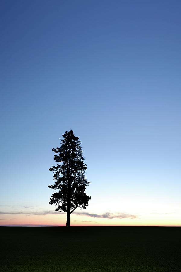 Lonely Tree Silhouette Photograph by Sharply done