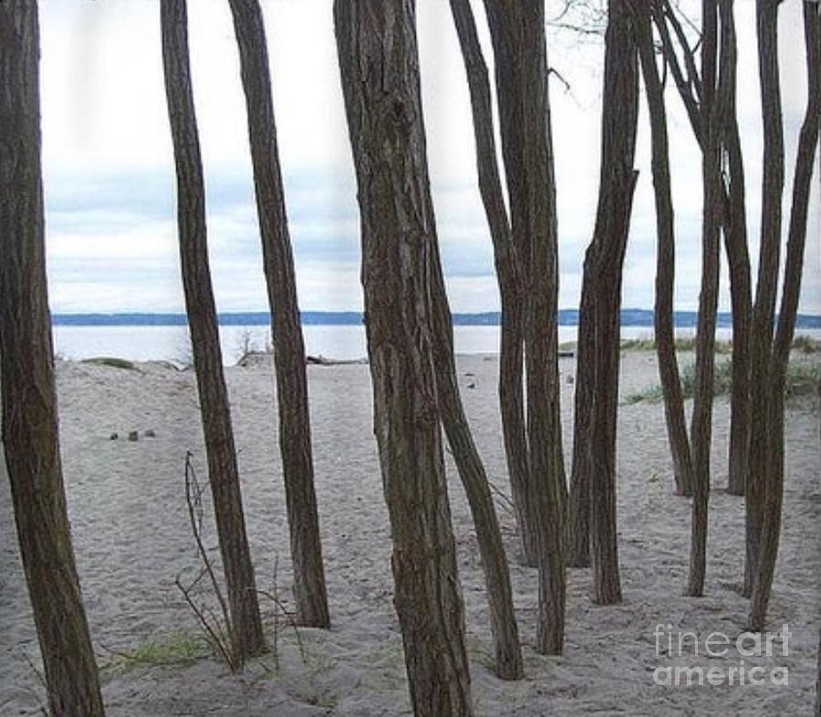 Lonely Trees by the Sea Puget Sound Photograph by Carol Riddle