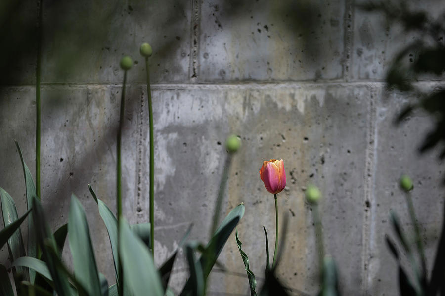 Lonely Tulip  Photograph by Catherine Lau