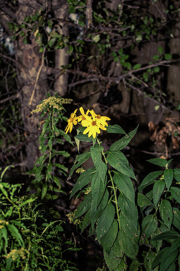 Lonely Yellow Flower Photograph
