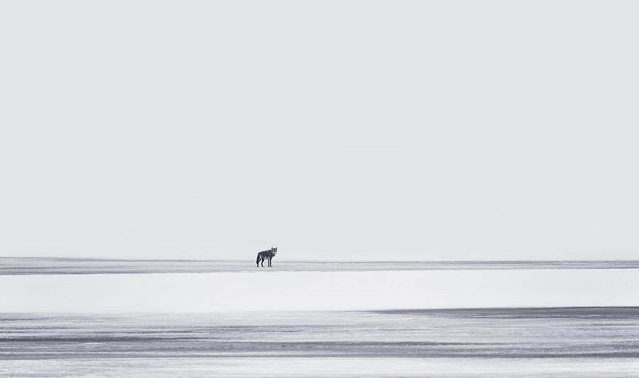 Wildlife Photograph - Lonely by Yu Cheng