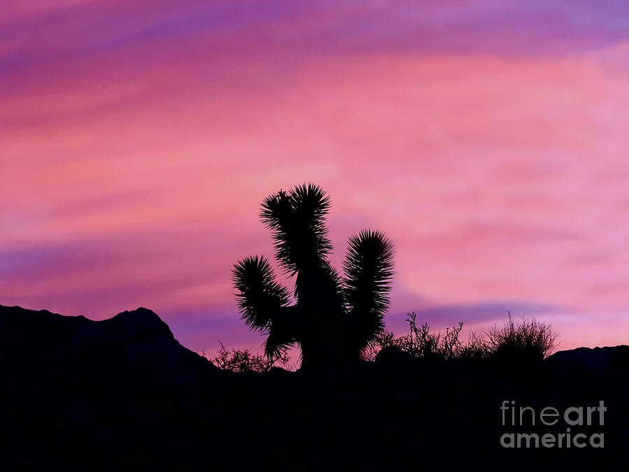 Lonesome Cactus Photograph by Beth Myer Photography