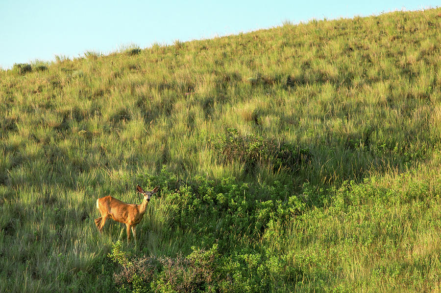 Lonesome Doe Photograph by Todd Klassy