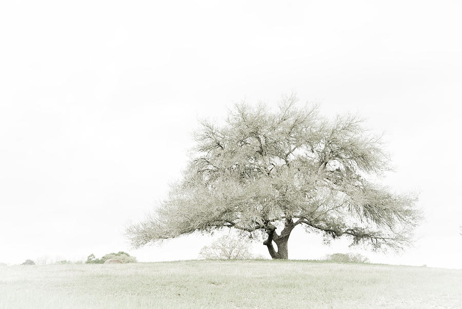 Lonesome Oak Photograph by Earleliason