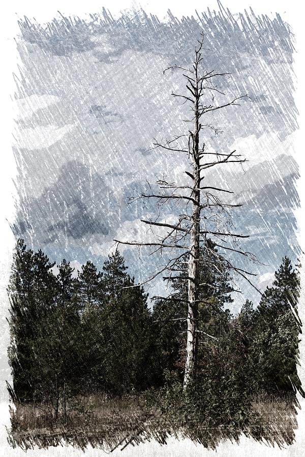 Lonesome Tree Photograph by Mark Bear